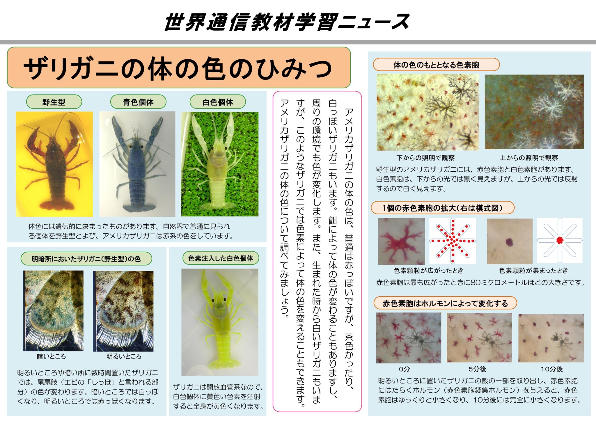 アメリカザリガニ | 研究活動 | 後藤研究室